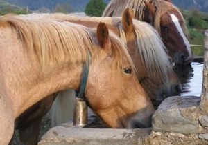 Self catering Can Tubau for 10 people