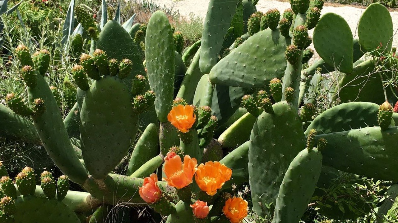 Photo of Outdoor in Santa Cruz de Tenerife