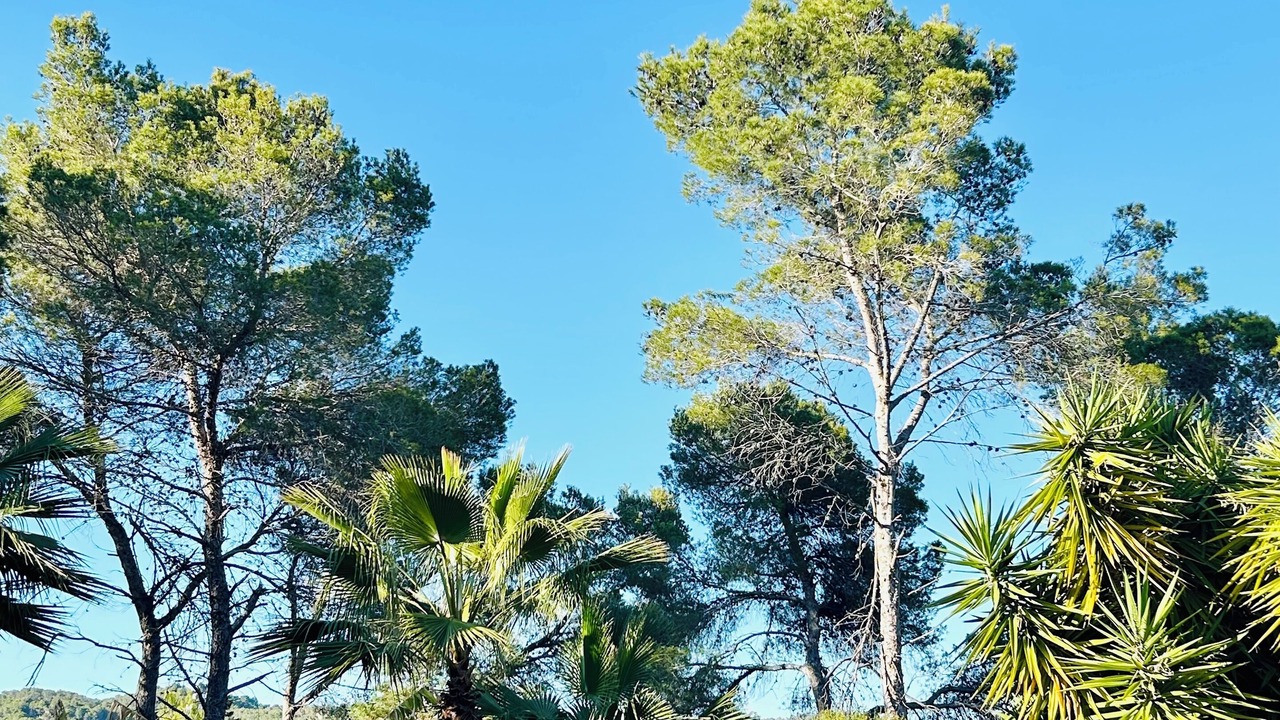 Photo of Outdoor in Sant Carles de Peralta