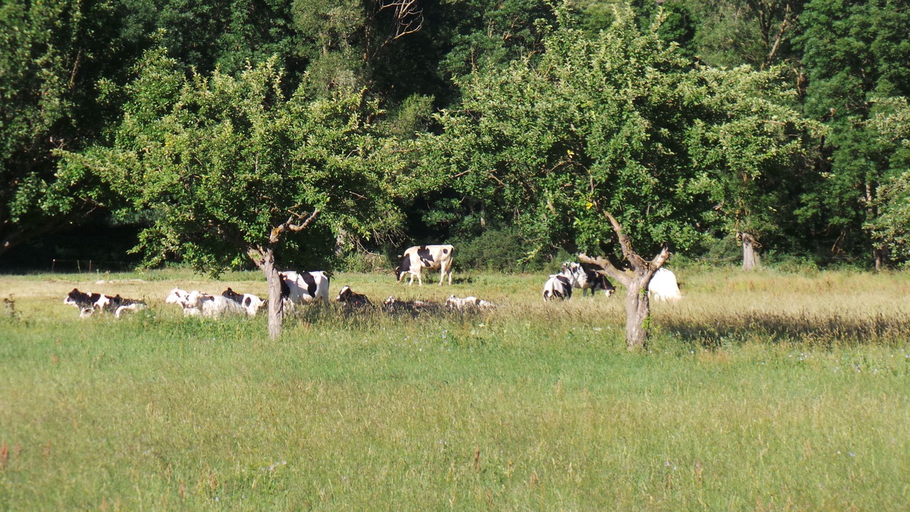 Photo of Others in Bellver de Cerdanya