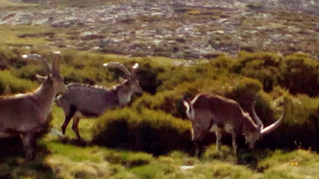Photo of Others in El Arenal