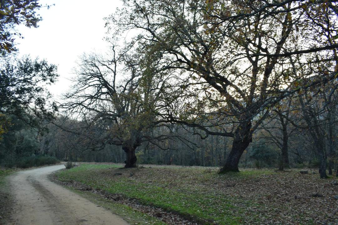 Photo of Others in Menasalbas