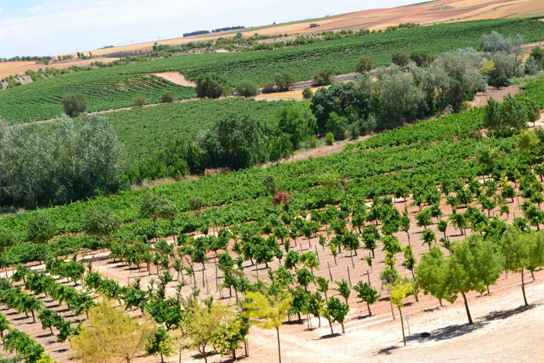 Photo of Others in Tarancon