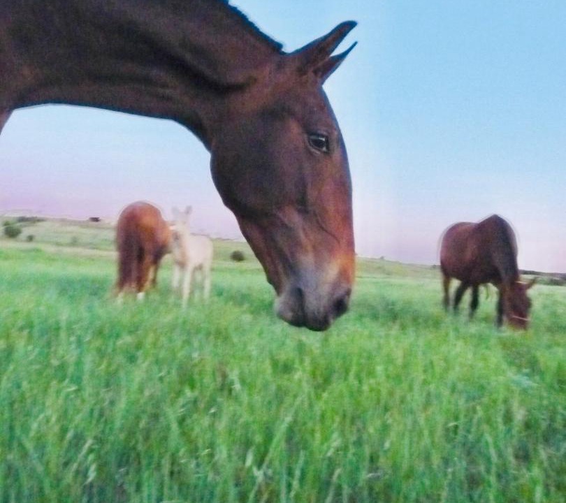 Photo of Others in Fernan Caballero
